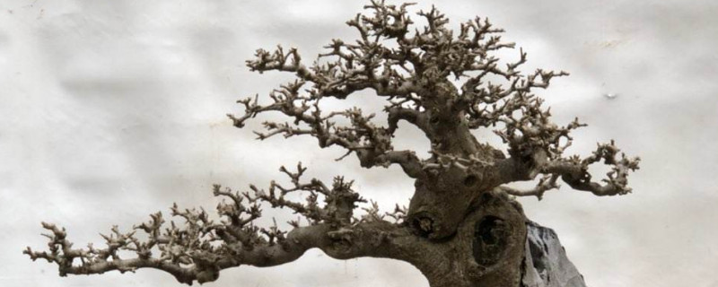 白蜡夏天能换盆吗 白蜡盆景夏天养护