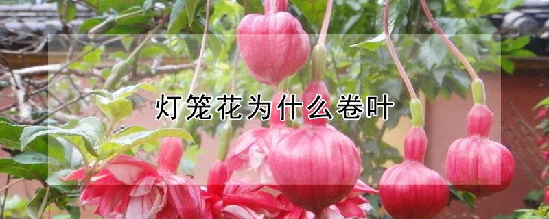 灯笼花为什么卷叶（灯笼花的叶子有的卷边怎么回事）