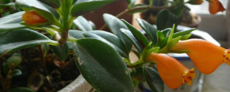 金鱼吊兰黑叶怎么回事（金鱼花吊兰叶子变黑）