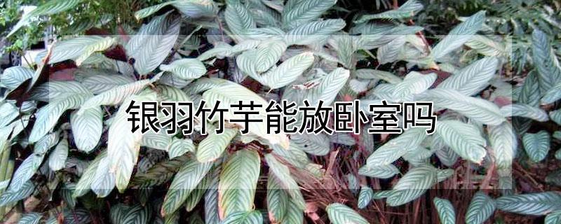 银羽竹芋能放卧室吗 银羽竹芋摆放哪里风水好