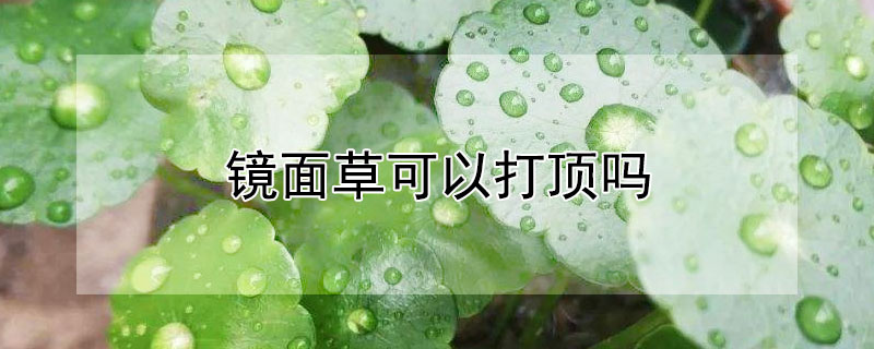 镜面草可以打顶吗 镜面草能开花吗