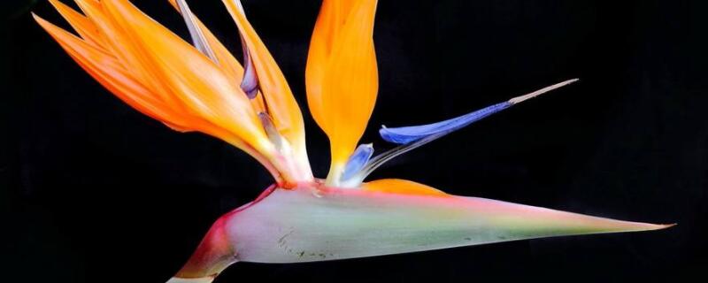 天堂鸟叶根茎下垂变软（天堂鸟叶子变软）