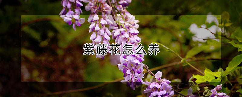 紫藤花怎么养（紫藤花怎么种植）