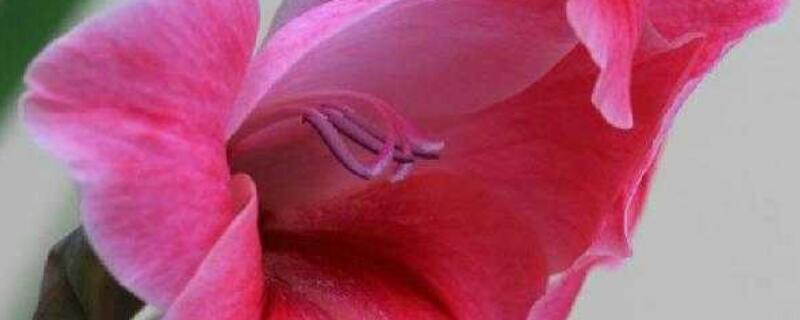 扁竹莲花的养殖方法 扁竹莲的养殖方法和注意事项