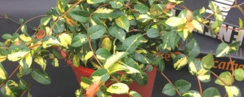 金叶络石的养殖方法（金叶络石的养殖方法和注意事项）