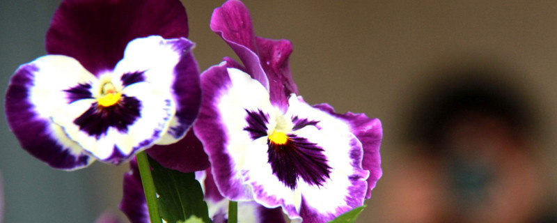 三色堇夏天怎么养 三色堇好不好养