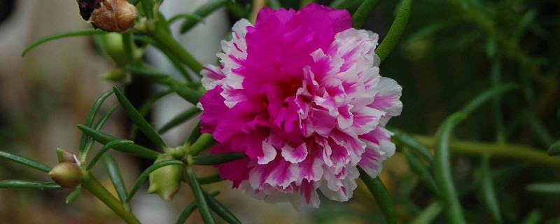 太阳花多久浇一次水（太阳花多久浇一次水?）