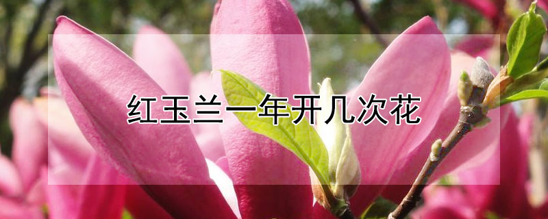 红玉兰一年开几次花(红玉兰多久开花)