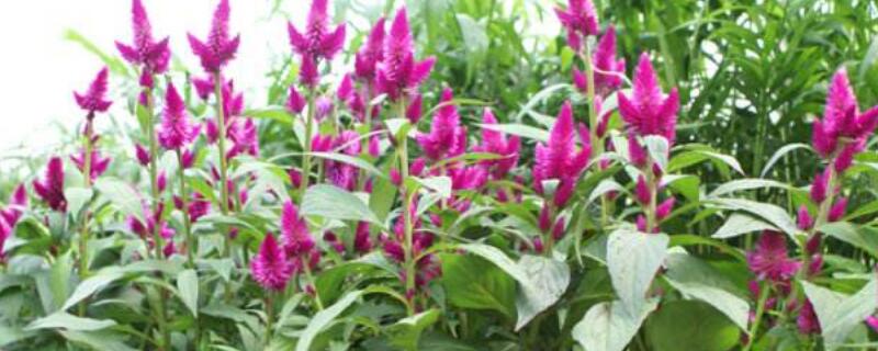 青葙的养护 青鳉鱼好养活吗