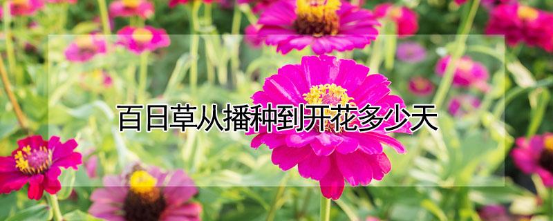 百日草从播种到开花多少天（百日草花什么时候播种）
