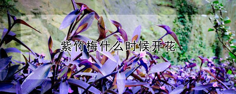 紫竹梅什么时候开花（紫竹梅什么时候开花结果）