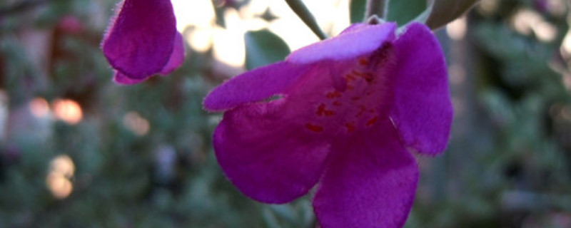 红花玉芙蓉怎么养（红花玉芙蓉好养吗）