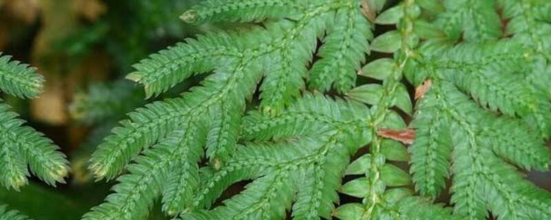 伏地卷柏怎么养（伏地卷柏是什么植物）