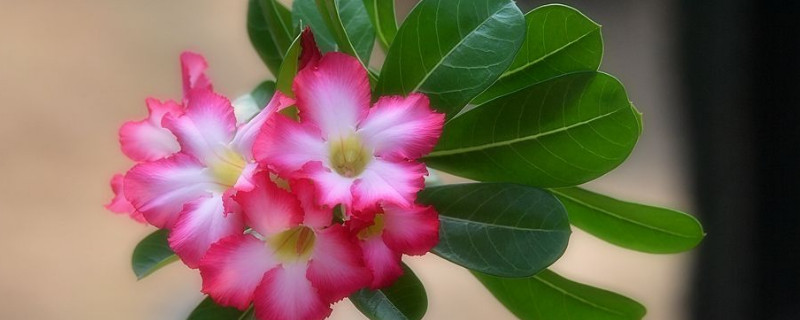 沙漠玫瑰花苞没开就黑了（沙漠玫瑰花苞不长）