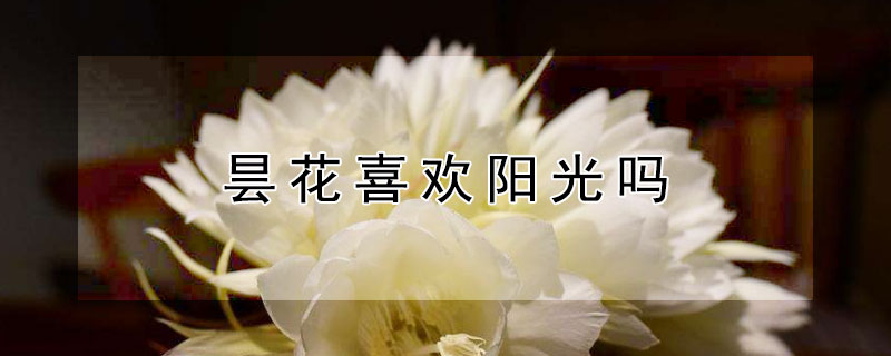 昙花喜欢阳光吗 昙花喜欢阳光还是阴天