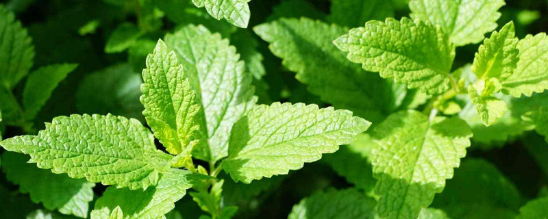 薄荷水培怎么养 薄荷水培怎么养才能爆盆