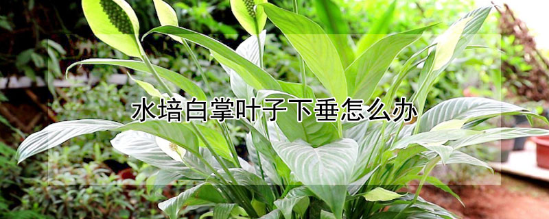 水培白掌叶子下垂怎么办 水培的白掌叶子下垂怎么办