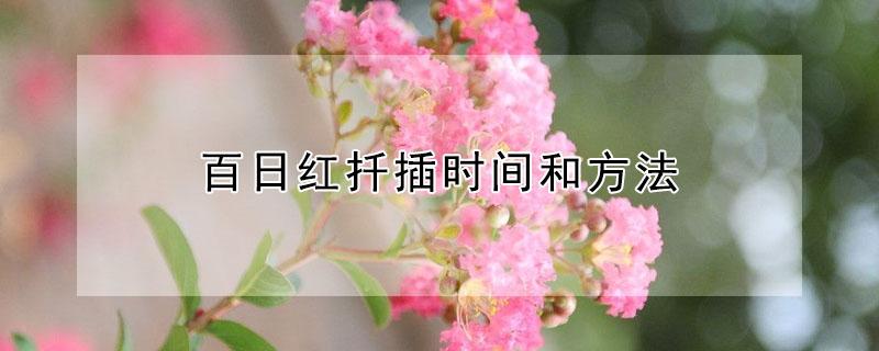 百日红扦插时间和方法 百日红什么时间扦插