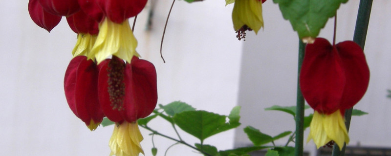 蔓性风铃花冬天怎么办 蔓性风铃花的种植如何培育