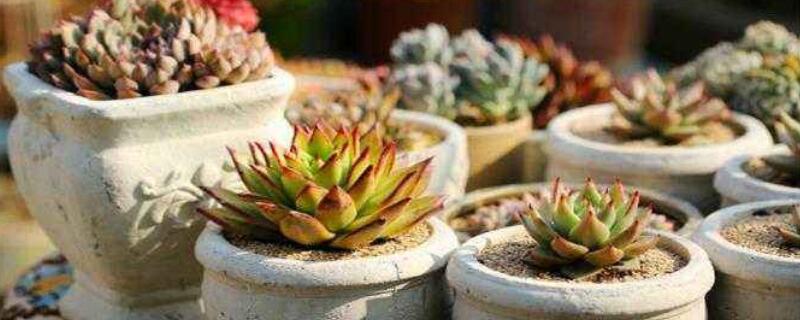 多肉怎么养成老桩多头 多肉怎样成老桩