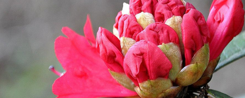 马樱花怎样栽易成活 马樱花怎样移栽成活率高