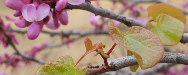 巨紫荆能扦插吗 洋紫荆可以扦插吗