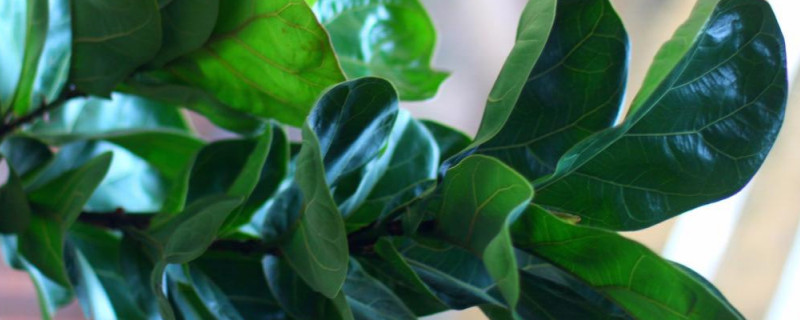 琴叶榕黑了怎么办 琴叶榕黑叶怎么办