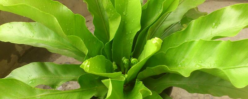 火焰鸟巢蕨怎么养 火焰鸟巢蕨好养吗