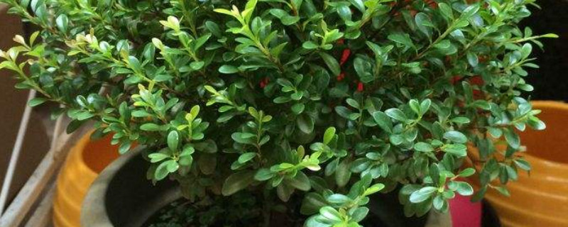 清香木掉叶子怎么办(清香木总是掉叶子怎么办)