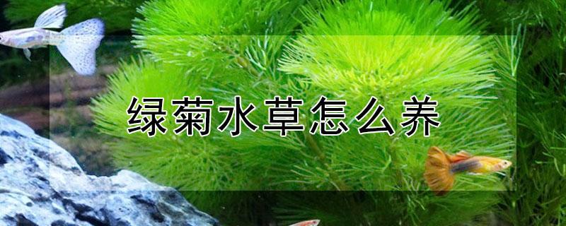 绿菊水草怎么养 绿菊水草好养活吗