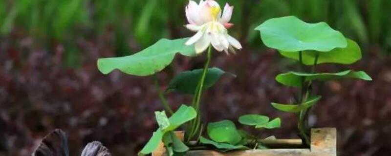 碗莲什么时候分盆（碗莲春季如何分盆）