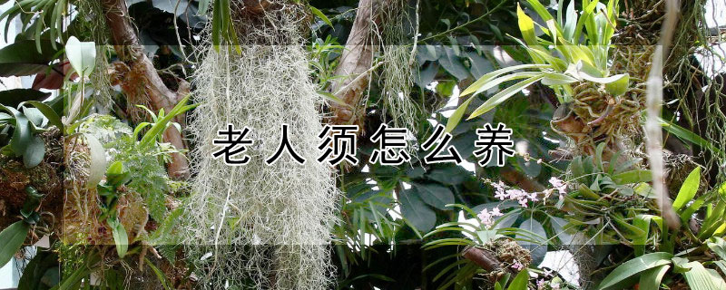 老人须怎么养 空气凤梨老人须怎么养