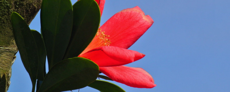 杜鹃红山茶如何浇水(杜鹃山茶花怎么浇水)