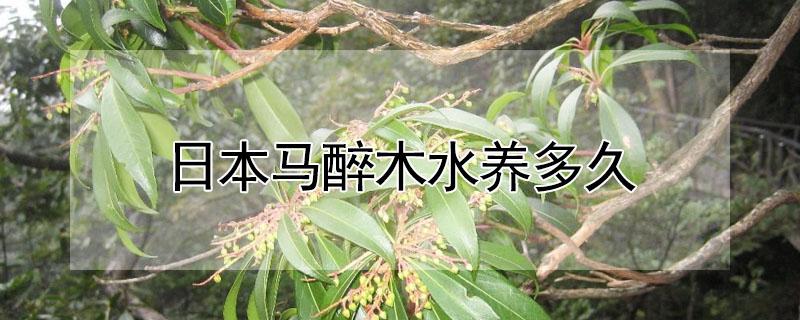 日本马醉木水养多久 马醉木 水养