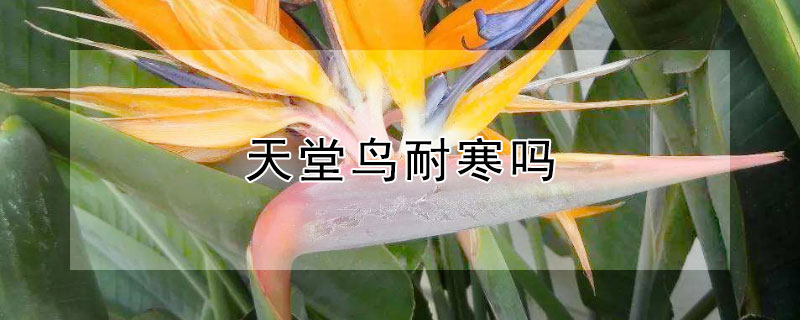 天堂鸟耐寒吗（天堂鸟耐寒最低温度）