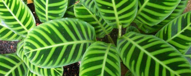 竹芋叶子下垂是怎么回事（美丽竹芋叶子都垂下来了怎么补救）