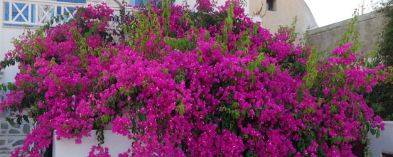 三角梅如何控水催花 三角梅怎样催花控水