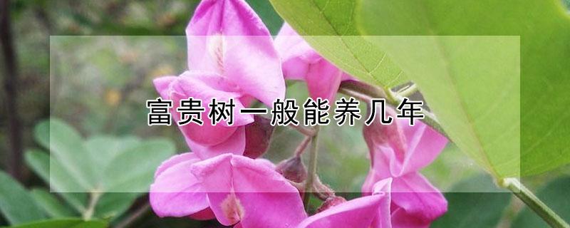 富贵树一般能养几年 富贵树好养活吗
