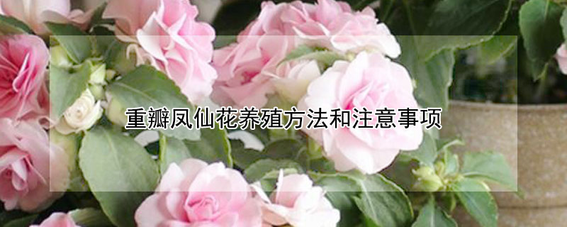 重瓣凤仙花养殖方法和注意事项（重瓣凤仙花能过冬吗）