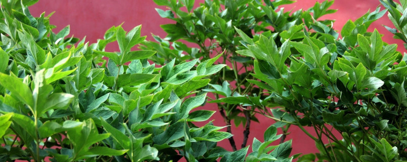 啤酒喷花叶的正确方法(用啤酒喷花叶好吗)