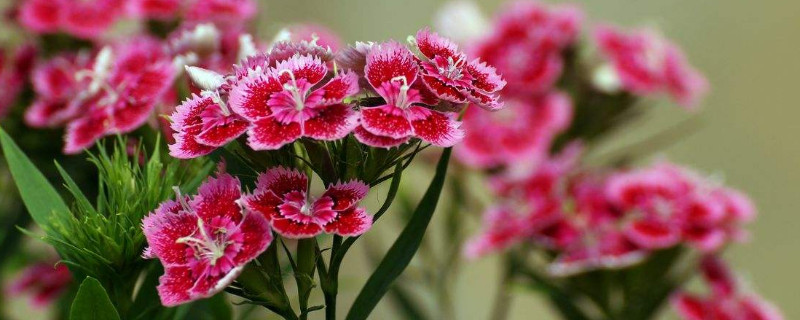 石竹花叶子干枯怎么回事 石竹开花后叶子枯萎