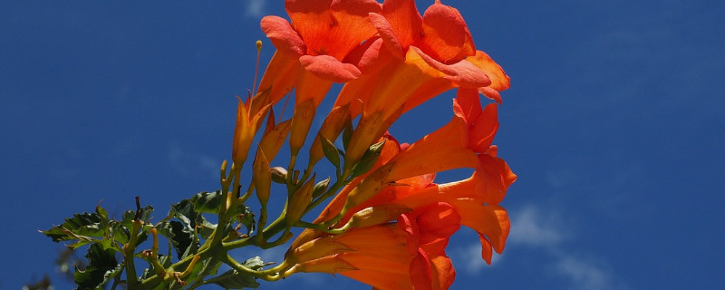 凌霄花叶子干枯怎么回事 凌霄花叶子枯了