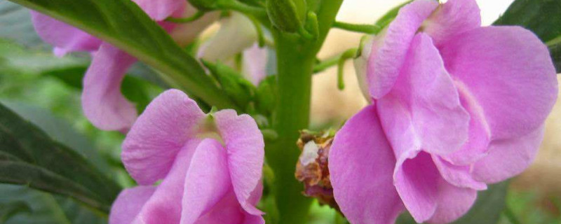 重瓣凤仙花怎样打顶 凤仙花如何打顶