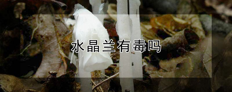 水晶兰有毒吗（水晶兰有毒性吗）