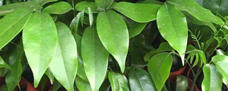 元宝树掉叶子怎么回事(元宝树掉叶子是什么情况)