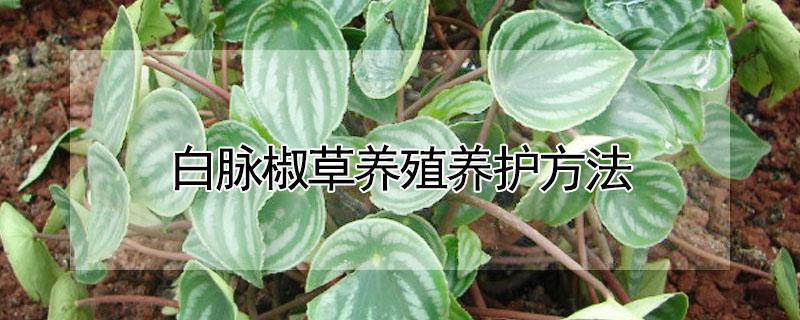 白脉椒草养殖养护方法 白脉椒草好养活吗