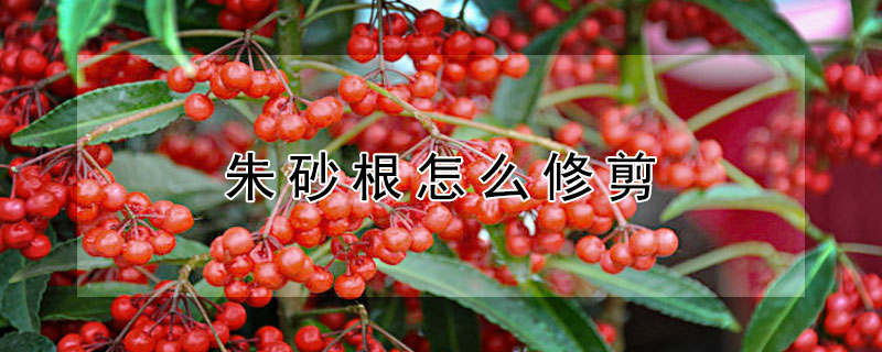 朱砂根怎么修剪(朱砂根怎么剪枝)