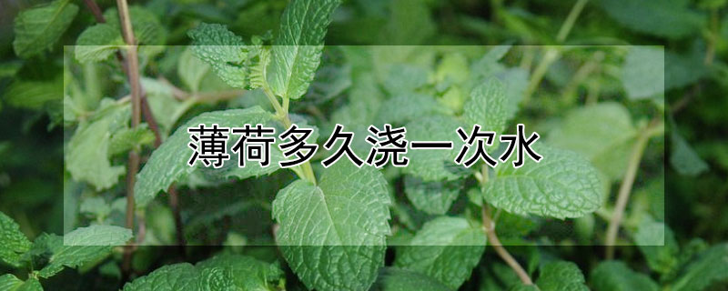 薄荷多久浇一次水 薄荷多久浇一次水合适