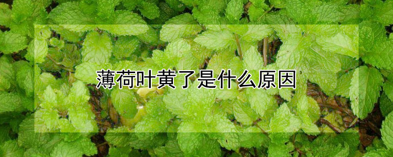 薄荷叶黄了是什么原因 薄荷叶子发黄的原因分析和处理方法