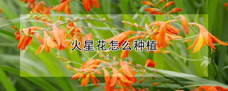 火星花怎么种植 火星可以种植